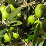 Manfaat Kesehatan Buah Di Al-Quran: Zaitun