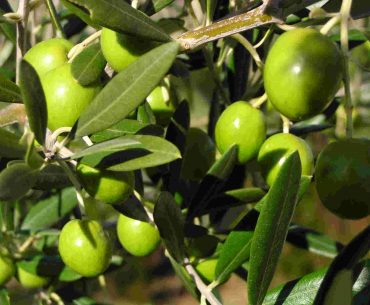 Manfaat Kesehatan Buah Di Al-Quran: Zaitun