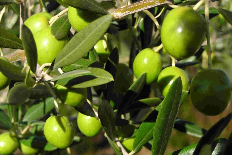 Manfaat Kesehatan Buah Di Al-Quran: Zaitun