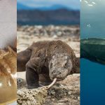 Hewan Purba yang Masih Hidup Sampai Sekarang di Indonesia