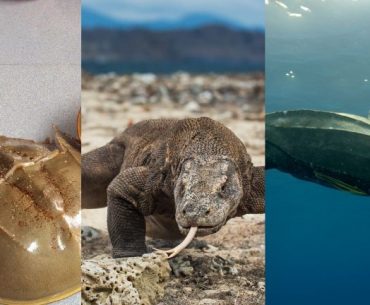 Hewan Purba yang Masih Hidup Sampai Sekarang di Indonesia