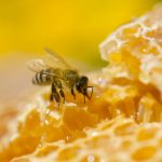 kedudukan semut, laba-laba dan lebah