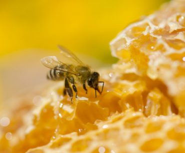 kedudukan semut, laba-laba dan lebah