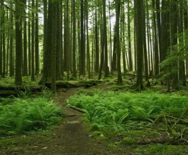 kisah rasulullah mengelola kekayaan alam