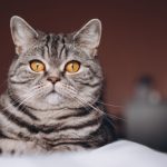 manfaat memelihara kucing