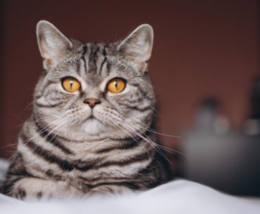 Suka Memelihara Kucing? Dapatkan 6 Manfaat Berikut manfaat memelihara kucing