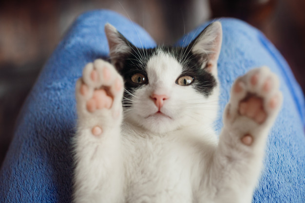 Suka Memelihara Kucing  Dapatkan 6 Manfaat Berikut Umroh com