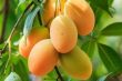 Kandungan Buah Mangga