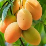 Kandungan Buah Mangga