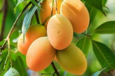 Kandungan Buah Mangga