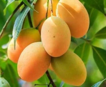 Kandungan Buah Mangga