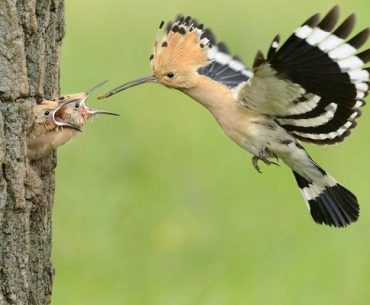 Hikmah di Balik Kisah Nabi Sulaiman dan Burung Hud-Hud (source flickr)