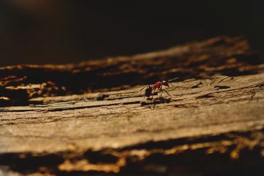 hikmah kisah nabi sulaiman dan semut