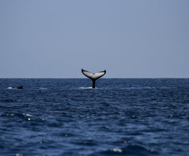kisah nabi sulaiman dan ikan paus