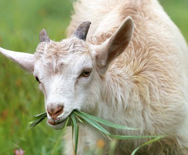 alasan nabi menggembala kambing