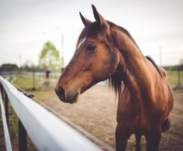 ini alasan nabi sulaiman menyembelih 20 ekor kuda