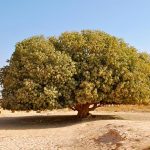 inilah penampakan pohon sahabi yang menjadi saksi hidup nabi muhammad (source umroh.com)