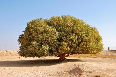 inilah penampakan pohon sahabi yang menjadi saksi hidup nabi muhammad (source umroh.com)