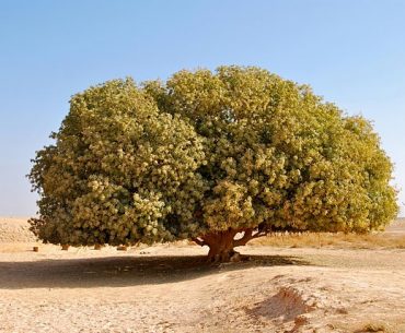 inilah penampakan pohon sahabi yang menjadi saksi hidup nabi muhammad (source umroh.com)