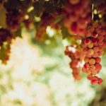 kisah nabi muhammad dan anggur yang masam