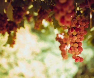 kisah nabi muhammad dan anggur yang masam