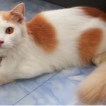 Kisah Kucing Nabi & Beberapa Fakta Ilmiah Tentang Kucing