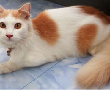 Kisah Kucing Nabi & Beberapa Fakta Ilmiah Tentang Kucing