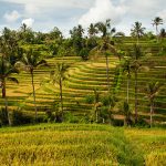 Majunya Pertanian & Industri di Era Pemerintahan Islam