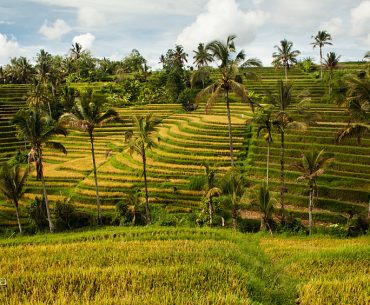 Majunya Pertanian & Industri di Era Pemerintahan Islam