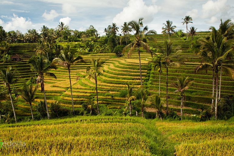 Majunya Pertanian & Industri di Era Pemerintahan Islam