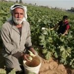Canaan Fair Trade, Oasis Petani Palestina