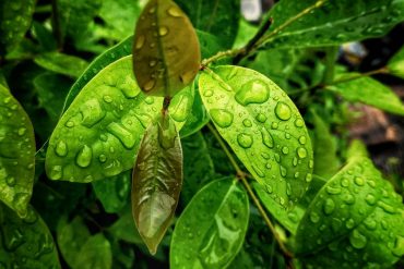 Daun Salam, Daun Yang Dapat Mengobati Asam Urat, Kolesterol dan Stroke