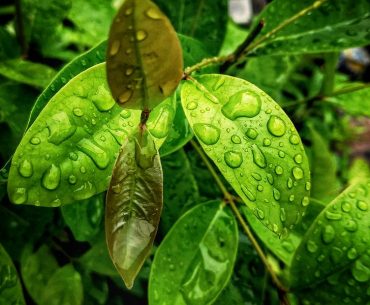 Daun Salam, Daun Yang Dapat Mengobati Asam Urat, Kolesterol dan Stroke