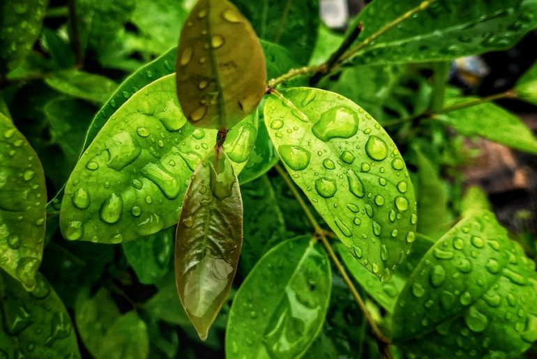 Daun Salam, Daun Yang Dapat Mengobati Asam Urat, Kolesterol dan Stroke