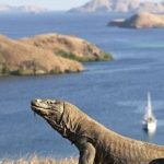 Taman Nasional Komodo Salah Satu Harta Terindah di Dunia