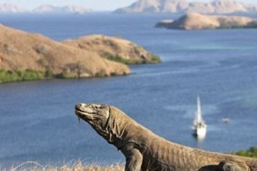 Taman Nasional Komodo Salah Satu Harta Terindah di Dunia