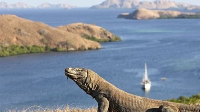 Taman Nasional Komodo Salah Satu Harta Terindah di Dunia Taman Nasional Komodo Salah Satu Harta Terindah di Dunia