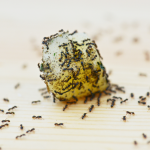 Mengusir Serangga Tanpa Bahan Kimia? Bisa! Ini Caranya