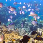 4 Pesona Aqaba, Kota Pesisir Nan Indah di Yordania