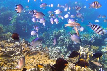 4 Pesona Aqaba, Kota Pesisir Nan Indah di Yordania