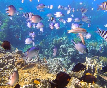 4 Pesona Aqaba, Kota Pesisir Nan Indah di Yordania