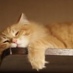 Jangan Mudah Mencap Seorang Ibu Pemalas Hanya Karna Hal-Hal Berikut (Part 2)