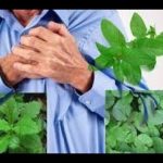 Obat herbal penyakit jantung