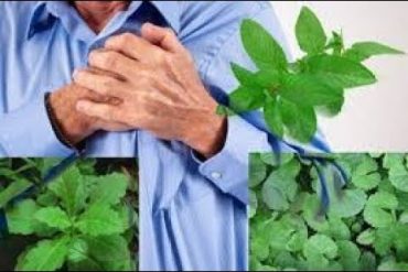 Obat herbal penyakit jantung