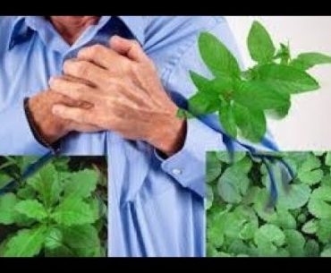 Obat herbal penyakit jantung