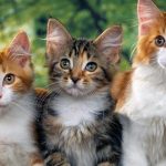 Inilah Hukum Memperjualbelikan Hewan Peliharaan