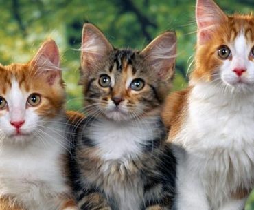 Inilah Hukum Memperjualbelikan Hewan Peliharaan