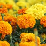 Yuk, Maskeran dengan 5 Bahan Ini untuk Wajah yang Cerah dan Bersinar