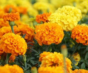 Yuk, Maskeran dengan 5 Bahan Ini untuk Wajah yang Cerah dan Bersinar