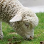 Sejarah Singkat Domba Selandia Baru